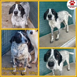 freundliche Pointer Mischlings-Hündin LUNA sucht ihre Menschen