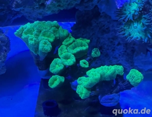Caulastraea furcata grün Bild 4