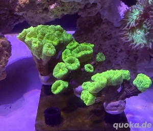 Caulastraea furcata grün Bild 2
