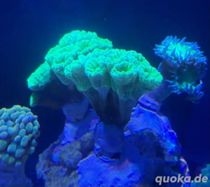 Caulastraea furcata grün Bild 3