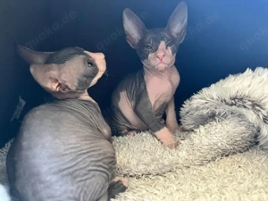 Wunderschöne Sphynx Kitten mit Tasthaare suchen neues zu Hause