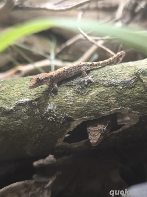 Jungferngeckos (Lepidodactylus Lugubris) | Jungtiere abzugeben | viele vorhanden!  Bild 5