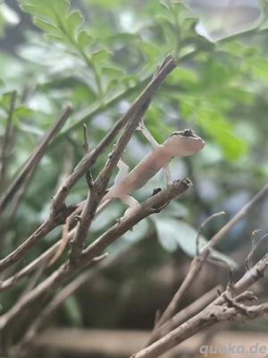 Jungferngeckos (Lepidodactylus Lugubris) | Jungtiere abzugeben | viele vorhanden!  Bild 4