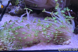 Alveopora tizardi grün -Meerwasser Korallen