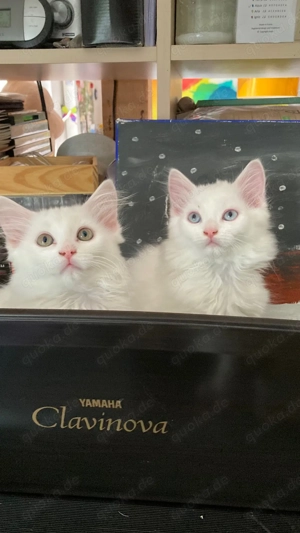 Wunderschöne Türkisch Angora Kitten mit Neva Masquarade - Ragdoll Mix Bild 5