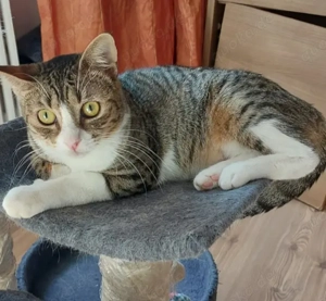 Caty - Schüchterne Spielmaus sucht geduldiges Zuhause