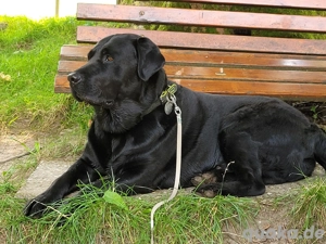 Deckrüde - Labrador-Retriever - Arne von Lammertshof   schwarz   kein Verkauf - 2025 Welpenankündig.
