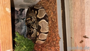 schöne königspythons