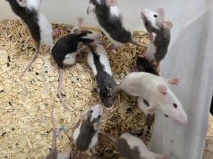 Farbratten Ratten in verschiedenen Farbschlägen abzugeben     