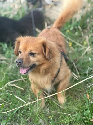 Nacho braucht Menschen, die ihn souverän die Welt zeigen