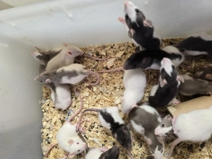 Farbratten Ratten in verschiedenen Farbschlägen abzugeben      Bild 3