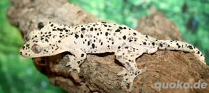 1.0 Kronengecko Superdalmatian
