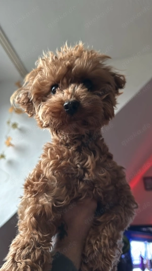 Podel 2024 Queen verkaufen 