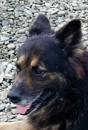 Max sucht sein Zuhause für immer