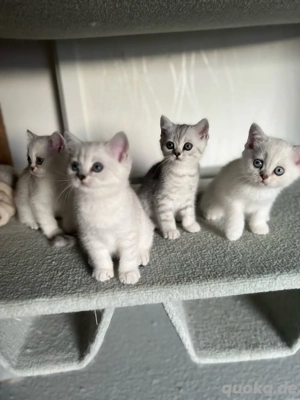 Wunderschöne Reinrassige BKH Kitten mit blauen Augen