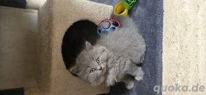 Süße Kätzchen zu verkaufen!   