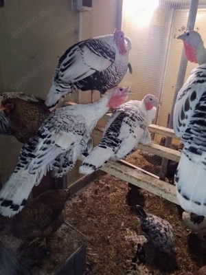 Cröllwitzer Puten Jungtiere vom Mai 