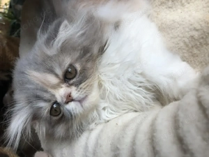 Wurfplanung Perser und Exotic Shorthair für Frühjahr 2026