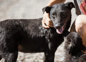 Hana, Deutscher Jagdterrier Mix Hündin sucht dringend ein Zuhause, Notfall Bild 5
