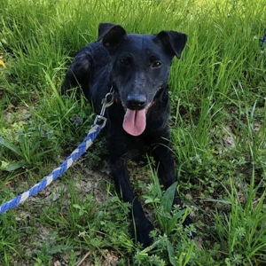 Hana, Deutscher Jagdterrier Mix Hündin sucht dringend ein Zuhause, Notfall Bild 4