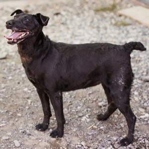 Hana, Deutscher Jagdterrier Mix Hündin sucht dringend ein Zuhause, Notfall Bild 3