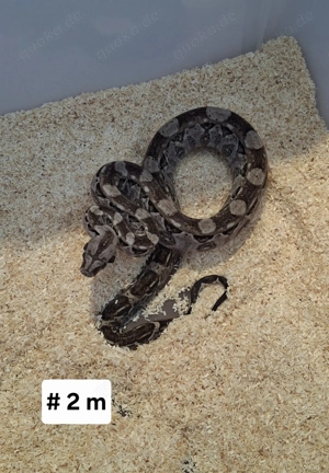 Boa Constrictor Imperator Cay Caulker (Belize) Nachzuchten