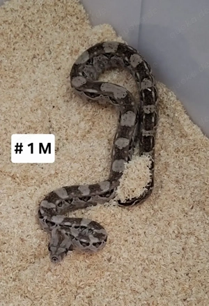 Boa Constrictor Imperator Cay Caulker (Belize) Nachzuchten