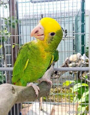 Doppelgelbkkopf Amazonen