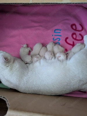 Erfahrener BKH Colorpoint Deckkater Bild 6