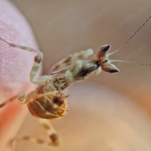 Gottesanbeterin Creobroter sp Yunnan 