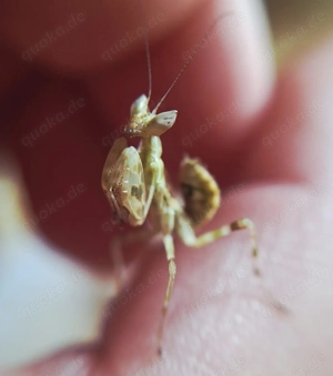 Gottesanbeterin Creobroter sp Yunnan 