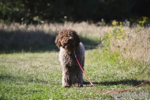 Isabella , Lagotto Romagnolo, Pudel ähnlich