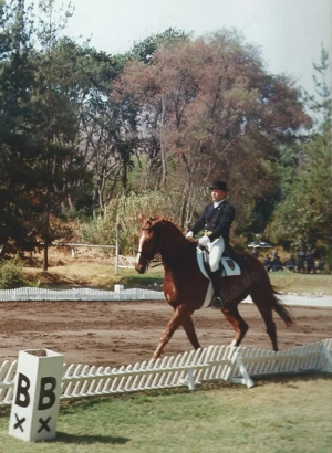 Reitunterricht (mobil) rund um Bad Soden am Taunus