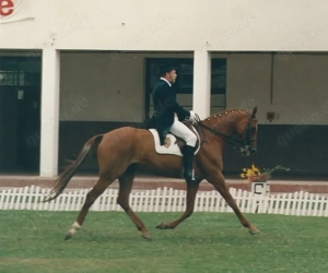 Reitunterricht (mobil) rund um Bad Soden am Taunus Bild 2