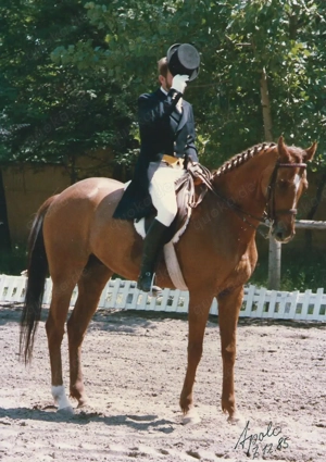 Reitunterricht (mobil) rund um Bad Soden am Taunus Bild 3