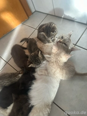 Kitten persiche katzen