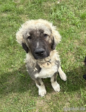 Alabai - Kaukasischer Owtscharka Rüde ( 7 Monate )