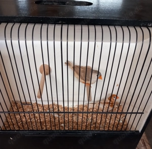 Rotbrust Zebrafinken