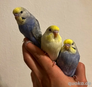 Selbstaufgezogene handzahme Rainbow Wellensittiche