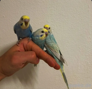 Selbstaufgezogene handzahme Rainbow Wellensittiche Bild 4