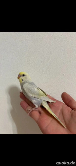 Selbstaufgezogene handzahme Rainbow Wellensittiche Bild 5