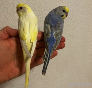 Selbstaufgezogene handzahme Rainbow Wellensittiche Bild 3