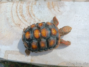 Köhlerschildkröten NZ