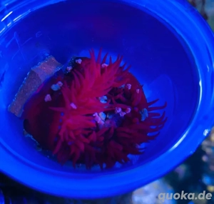 Meerwasser Anemone Koralle