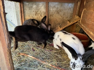 Kaninchen 