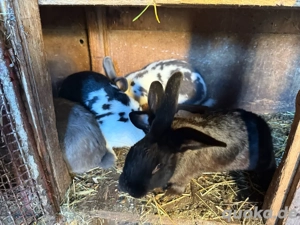 Kaninchen 