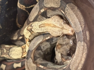 4 Boas Constrictor Imperator (500 für alle zusammen) mit oder ohne Terra