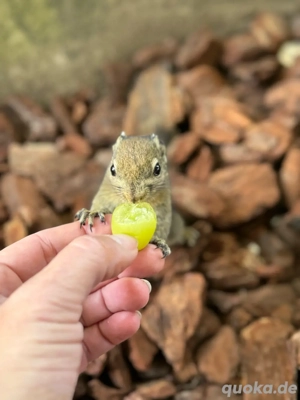 Baumstreifenhörnchen 