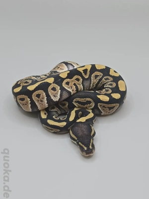 Königspython 0.1 Leopard Phantom Fire or Vanilla poss het.Clown 