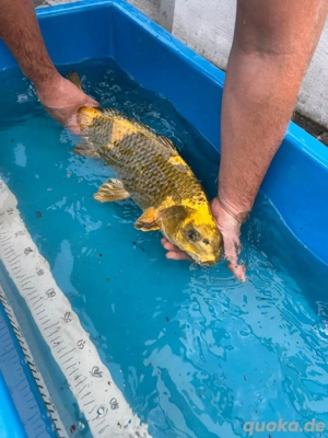 Japan Koi  Kin Ki Utsuri 56cm